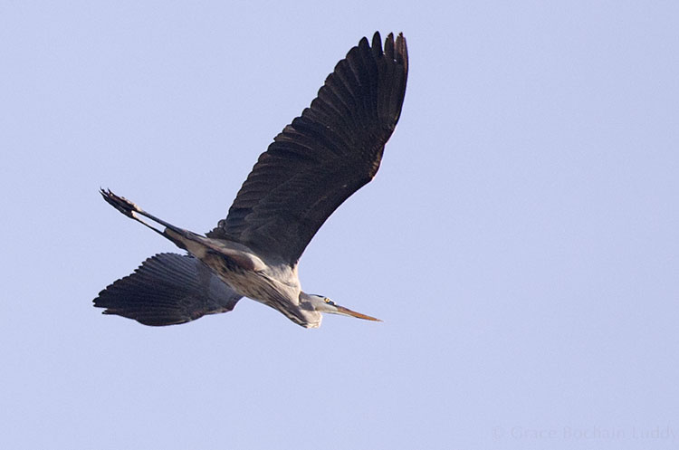 This is the kind of shot, against a bright blue sky, that can easily create a very dark bird. The manual exposure gave much more detail.