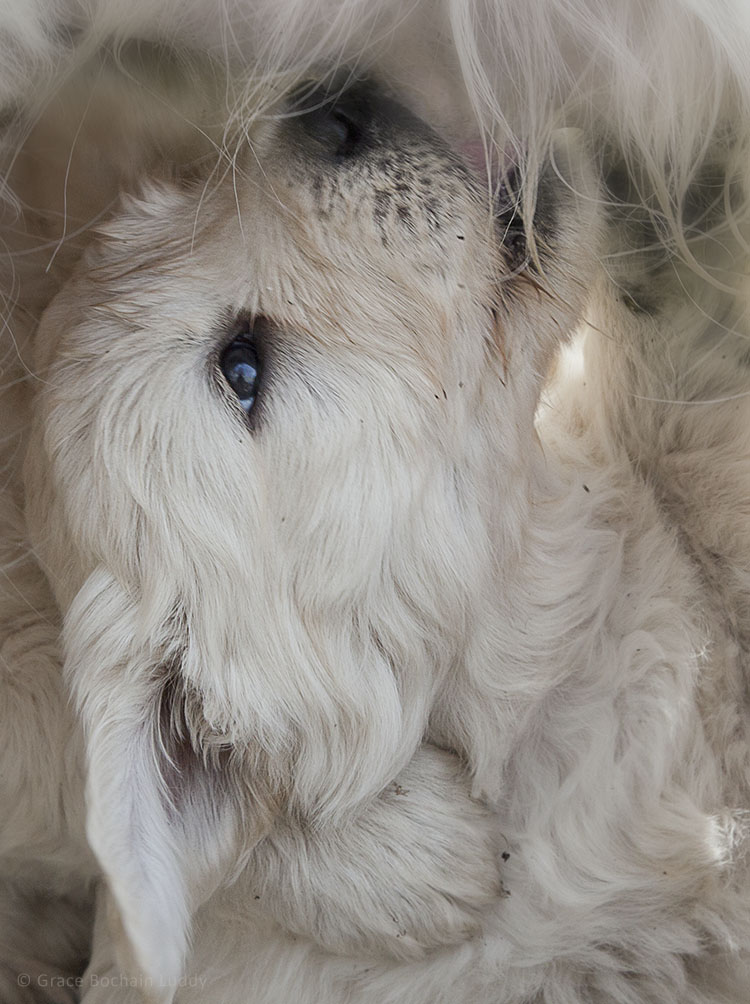 Because there are so few puppies, Jonesy often nurses standing up. So we are able to see how happy they are about it. 