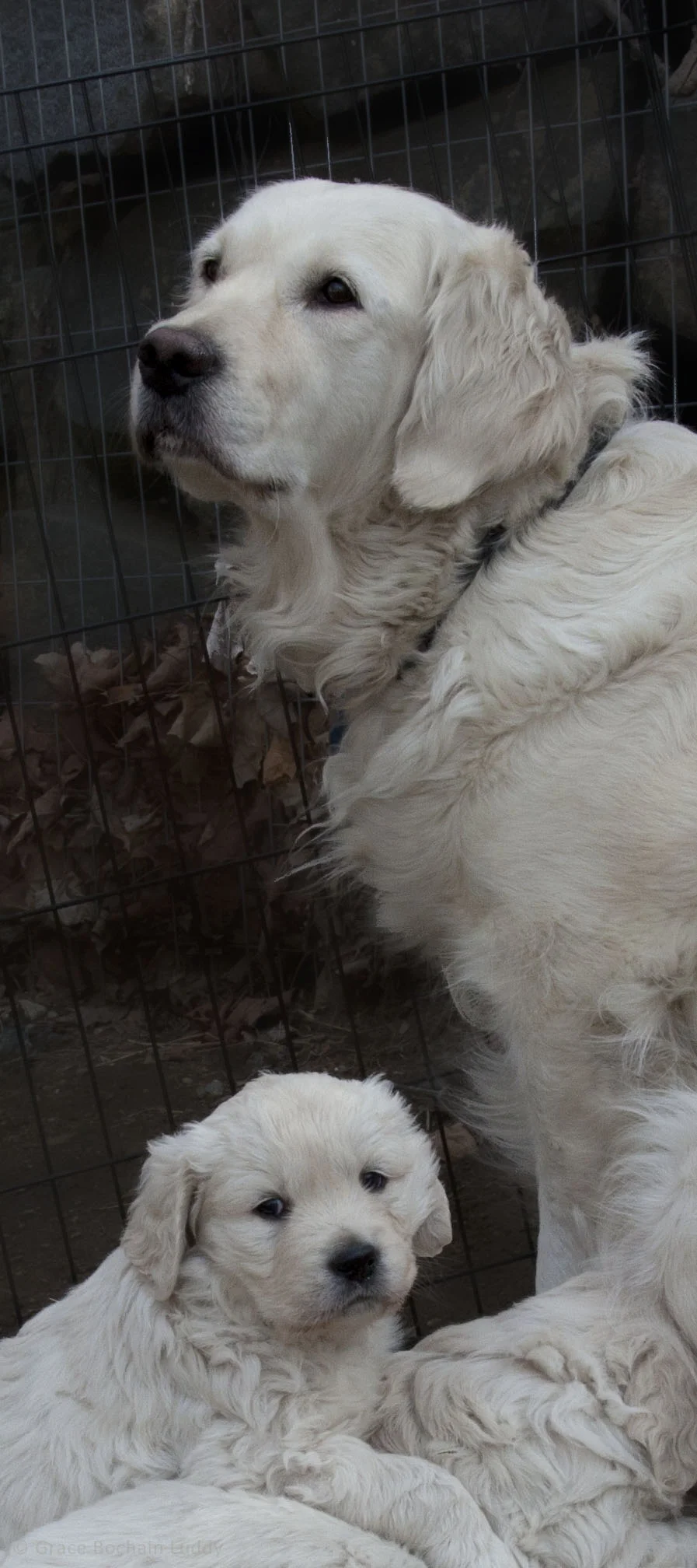 Here is Jonesy with one of the new puppies. 