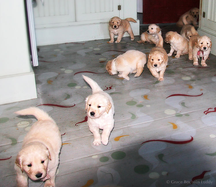 This is from a prior and obviously much larger litter. Different mom. Molly is one of these puppies. Maybe the second, lighter one? (As an aside, Diane and her friend painted this cool pattern on her kitchen floor.)