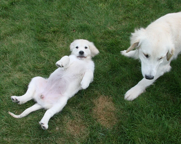 This is just to prove I haven't gone completely Hallmark. This is a little cheesecake shot of Jonesy when she came to visit Block Island as a puppy. Jonesy said it was alright to go with this picture... it is integral to the story after all. The dog on the right is Molly at about one year old.
