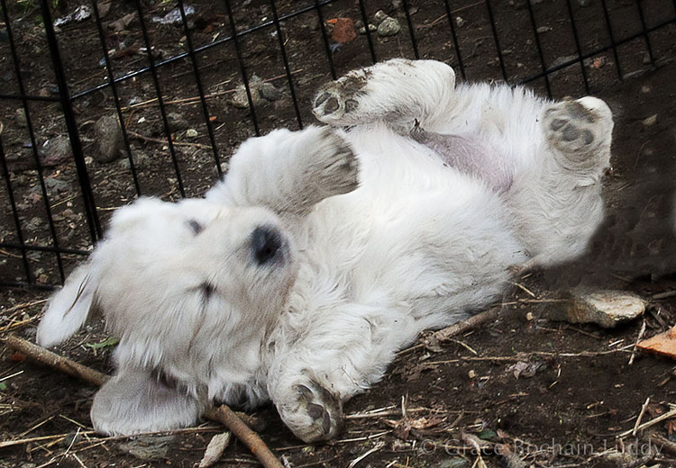 This puppy is blurry because she is still in the process of tumbling off of her mother's back.