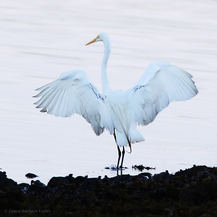 I used to go around with my hair on fire as if I was always in a life or death situation. Well animals are in a life or death situation and they rest whenever they can. (Great White Egret on Great Salt Pond.)