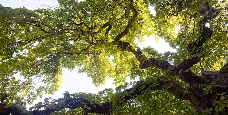 A great old tree in Halifax, Nova Scotia, taken in August last summer. Abundant and green in the full glory of summer. Something to look forward to.