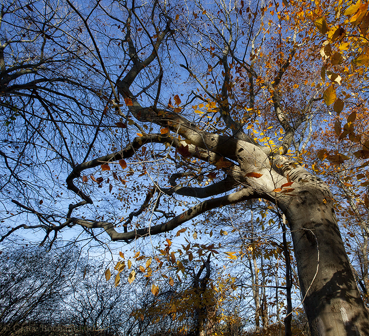 This picture was taken last November. Oakland Forest is an old growth forest of American Beech Trees in Middletown, RI. I went to visit when my brother Nick and I went to Newport for this 60th birthday. The forest was purchased and preserved in 2000. It's small and kind of scrubbly actually, but it's the only old growth forest in Rhode Island. People worked very hard to save it. Some of the trees are 300 years old. 