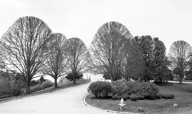 Here's a little contrast for you, taken on the same trip to Newport. I believe that people actually have to shape these trees by hand. They have to climb up there and cut them. (Don't ask me how they keep track of what they are doing. I don't think I could do that.) That turns them into story-book trees.