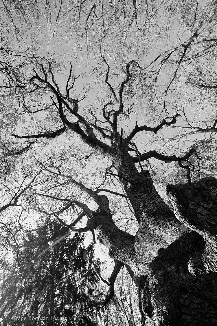 A tree on my sister Amy and brother-in-law Stan's farm. I don't think anyone has been up there, trimming this tree. It definitely shows the marks of a long life. I think if it goes much longer it may turn itself into stone.