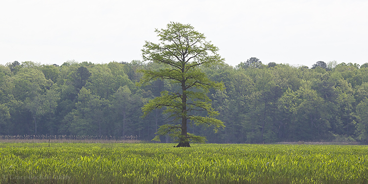 Tree growing in the marshes of the James River, near Williamsburg, VA. Taken a few years ago when I was visiting my brother George and his family. Very big and stately and Virginian. 