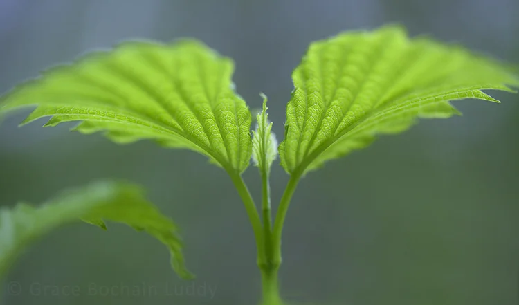 A new leaf.