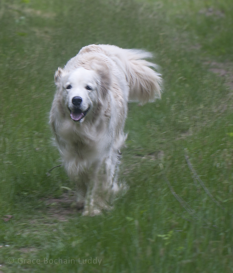 And of course I had Wilson and Molly with me. Here is Molly being a good girl and coming when she is called.