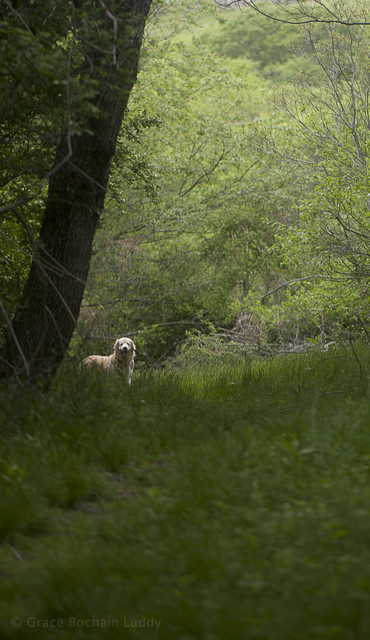 Here is Wilson, thinking about it. I wanted you to see the layers and layers of green in the Hollow.