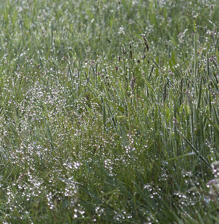 Rain on grasses. 