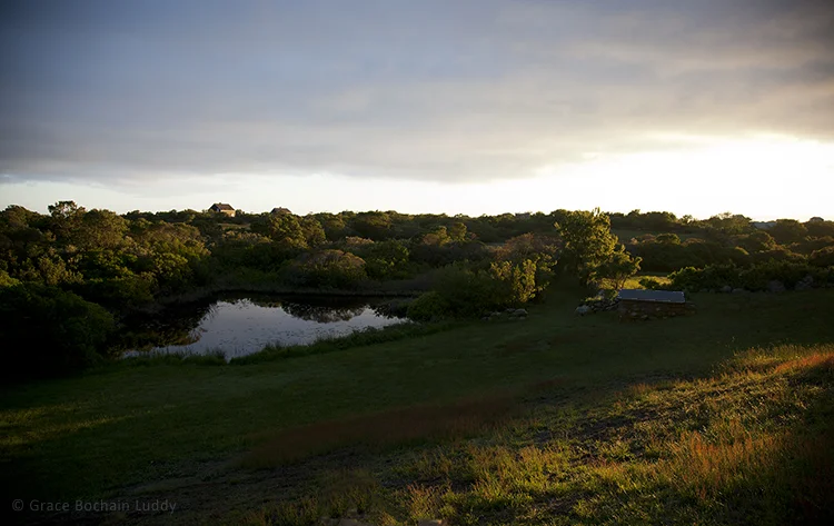 This is our neighbor's little pond.