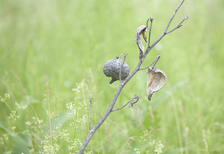 Here are last year's milkweed pods with the new grasses of early summer.