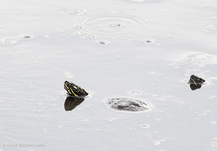 I noticed this guy first after investigating when I heard something plopping into the water.