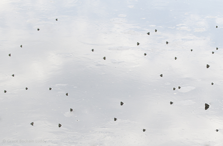 It took me a minute to realize that all these little dark spots in the water were turtles. There were many, many more, even, than what I'm showing you in this picture.