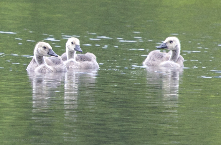 And here are some young geese, in the "kindergarten" of their lives. I wonder if the world looks as new to them as it did to us.