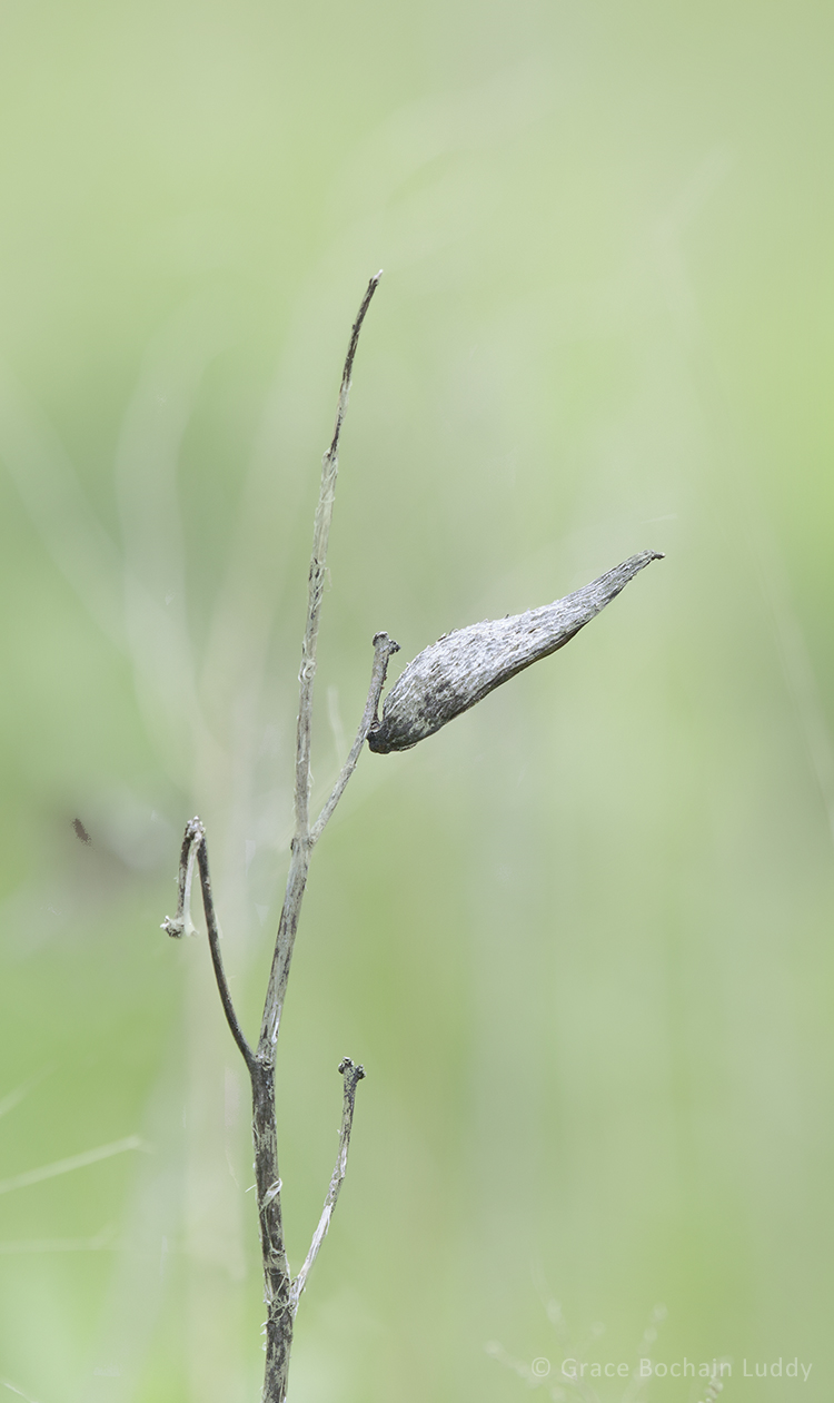 And another old milkweed pod, still standing after a hard winter.