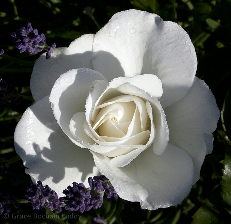 This is a young rose near Edie's split rail fence on the south edge of her garden. She has carefully paired it with lavender.