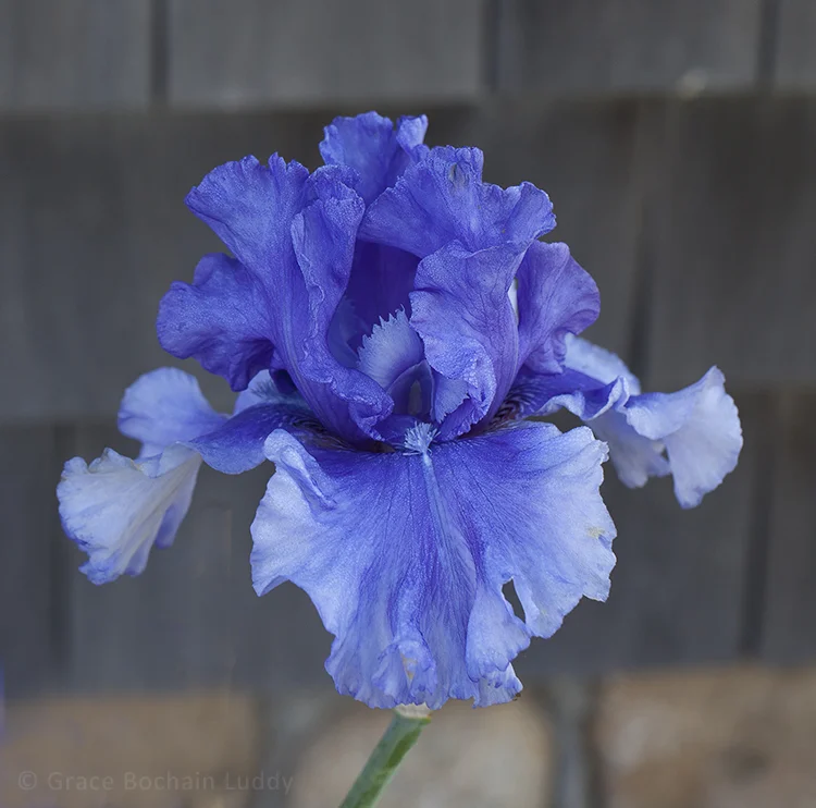 Here is a bearded iris.