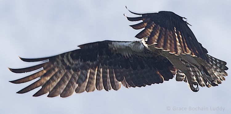 This is an osprey observing me through her feathers, and me observing her, upon my return to Block Island.
