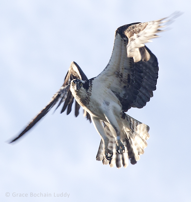 This is the same osprey as before, circling her nest, watching me every minute. My shutter speed was 1/500th of a second. My aperture was f/9. My ISO was 500. My focal length was 400 mm. This is an example of science. I know the bird doesn't like me and wants me to go away. This is an example of insight.