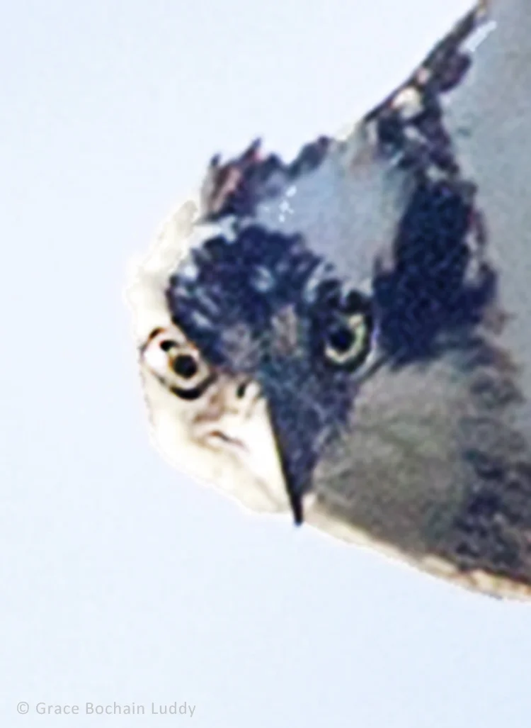 140622_9683 1 blog.jpg