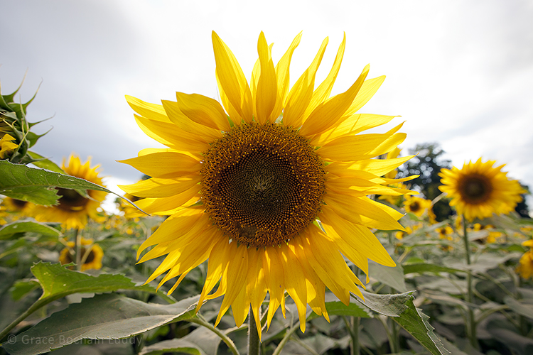 I wanted to crop this to just the flower, but my sister Amy said not to do it.