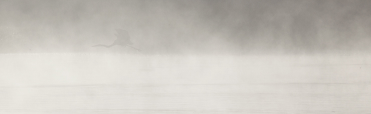 See the blue heron in the fog? That's a shot I didn't expect.