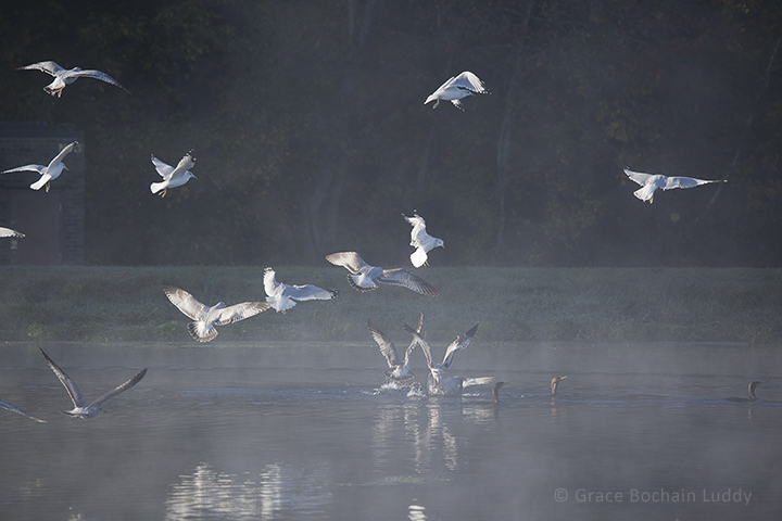 If you look closely at the seagulls in the water, you'll see that the one on the right has a fish in it's mouth. All the other gulls immediately knew and are converging on that spot.