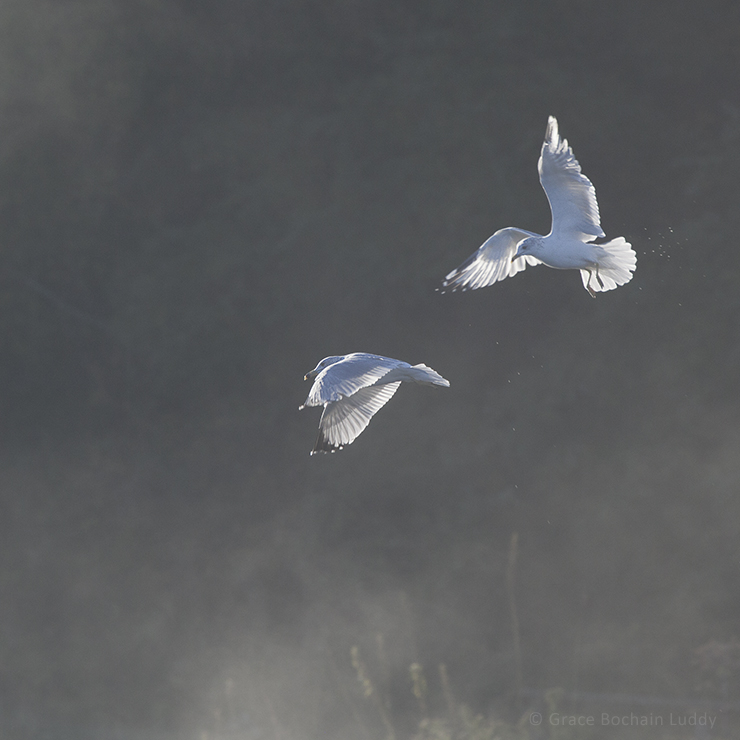 And very beautiful seagulls in flight.