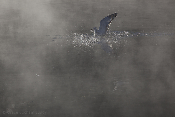 Sometimes morning light is silver like this.
