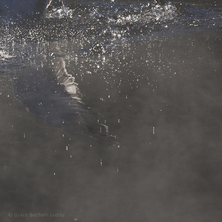 This is detail from the picture above.