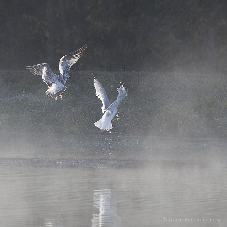 Two gulls, one with a fish.
