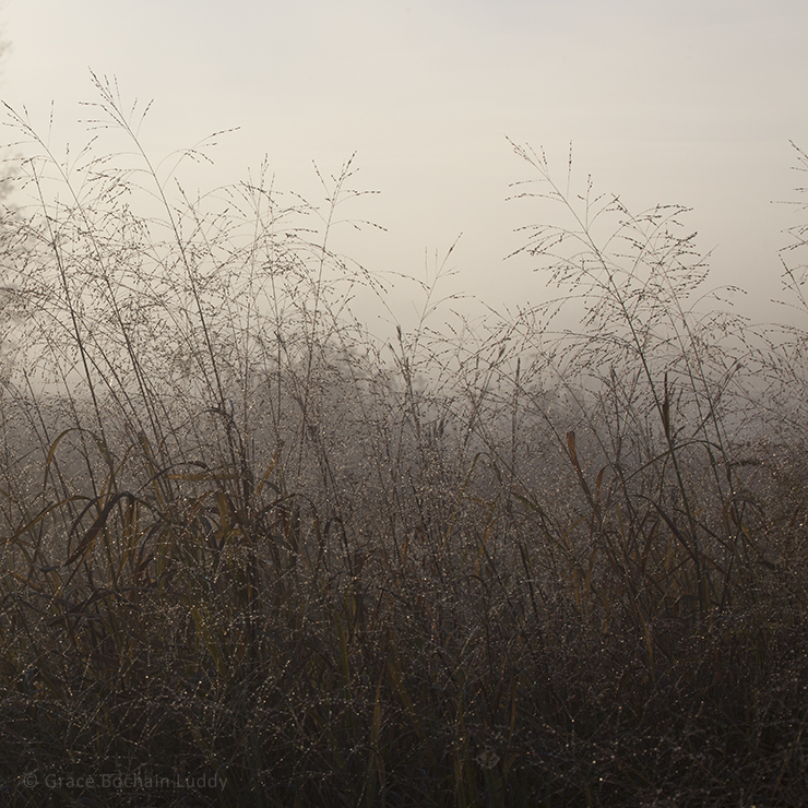 Dawning light in fog through the grasses.