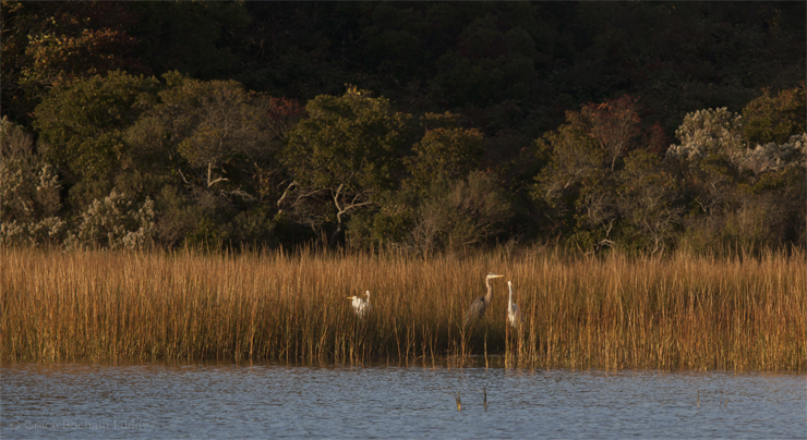 Here are three egrets at the edge of Great Salt Pond. See the Great Blue Heron? He's a newcomer I think. I haven't seen him all summer. Blue Heron are exactly the same birds as the Egrets, except for their color. 