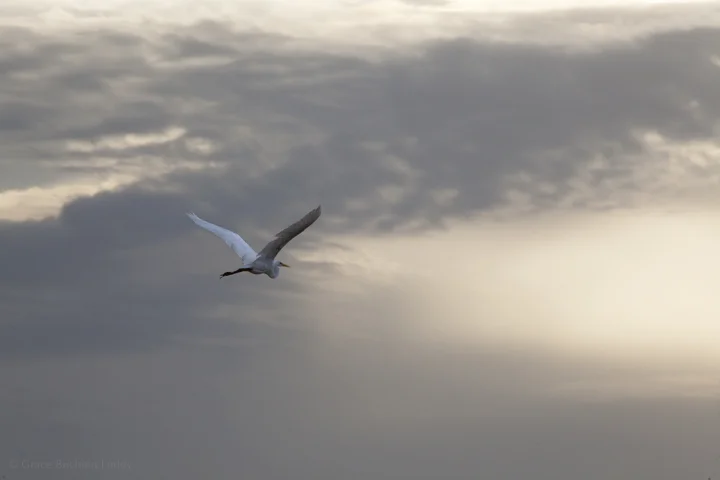 It's an aspiration of mine... to get the perfect picture of almost nothing but coppery, smooth, atmospheric light. I love Egrets and Heron in any case, their great elegance, their primordial ways. You know birds are from dinosaur days, correct? So maybe if there was a sky like this and a bird like this, this could have been back in the day. I mean, actually back in the day.