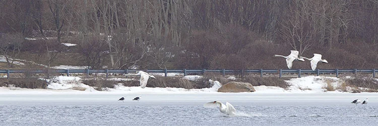Here are some of them landing. I think there were two more, out of frame. You can see Corn Neck Road at the east edge of Sachem Pond in this picture.