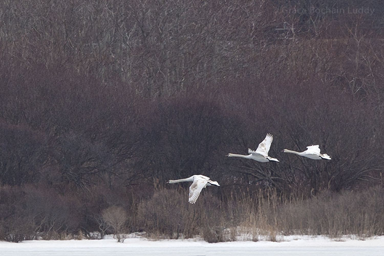 It took several shots because the swans were all jumbled together, but here they finally separated.