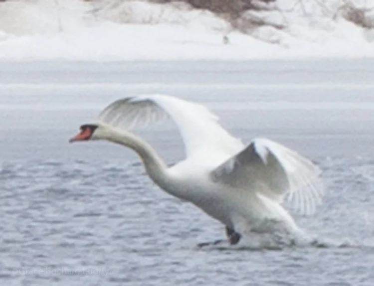 So look, I thought it was cool the way the swan's wing and this wave taken near the parking lot for North Light mirrored each other. They were taken the same day. You know that place, where the waves curve around?