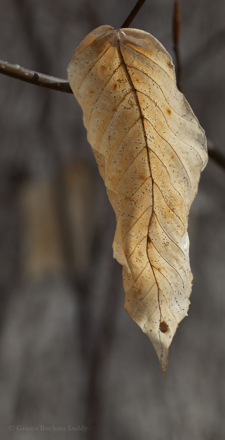 I can’t show this in a picture but I want you to know that these narrow leaves were trembling, almost vibrating in the breeze.