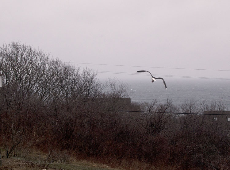 I can't say this is the best picture I have ever taken, but I was very happy to take it. That's our gull, flying away this morning at about 7 o'clock.