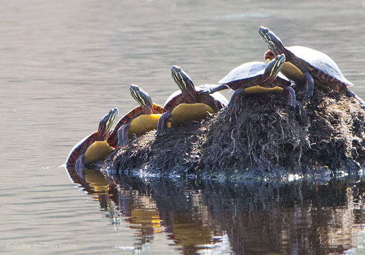I took this picture at Patchaug Forest from very far away. I was surprised to see how the watery light bounced up onto their yellow bellies. 