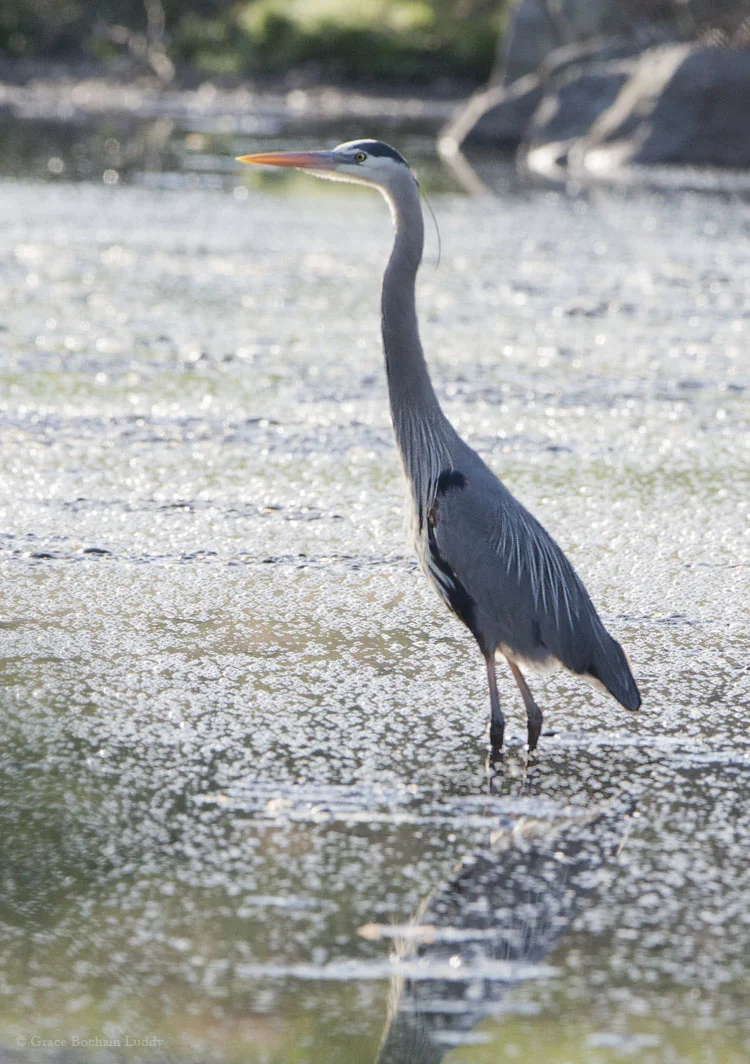 One blue heron in the shade.