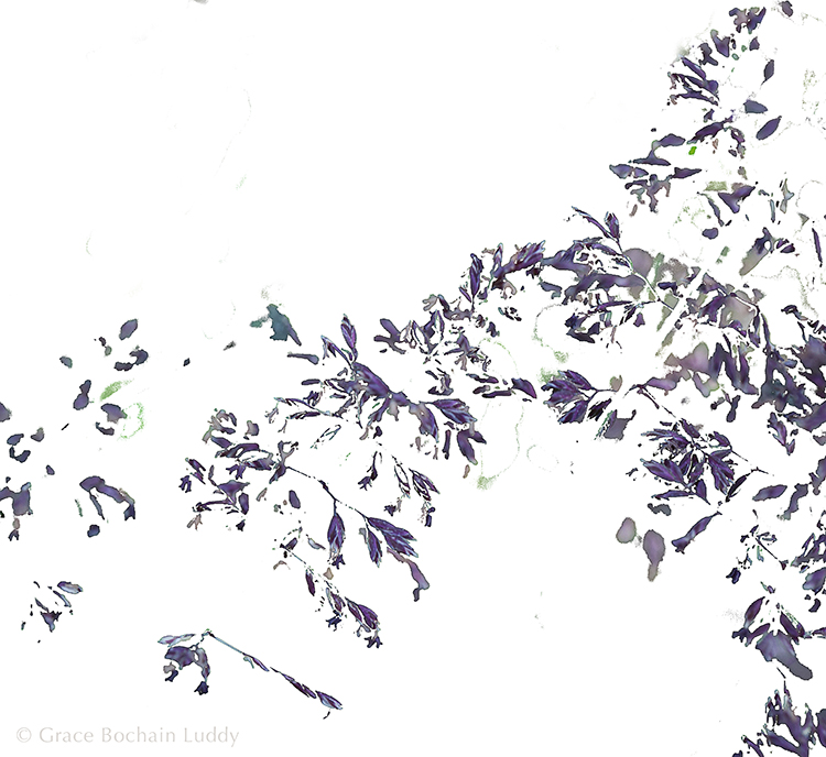 I thought this might be interesting for you, just for something different. You'll see a picture of grasses below. This picture is the same one, only with just the heads of the grasses picked out. I like the purple color of the grasses that I might not have noticed in the mix with everything else. I like it that such small things can be as elegant and beautiful as anything else. I love it that nature doesn't measure out its bounty. It doesn't look for anyone to notice. It makes the beauty anyway.