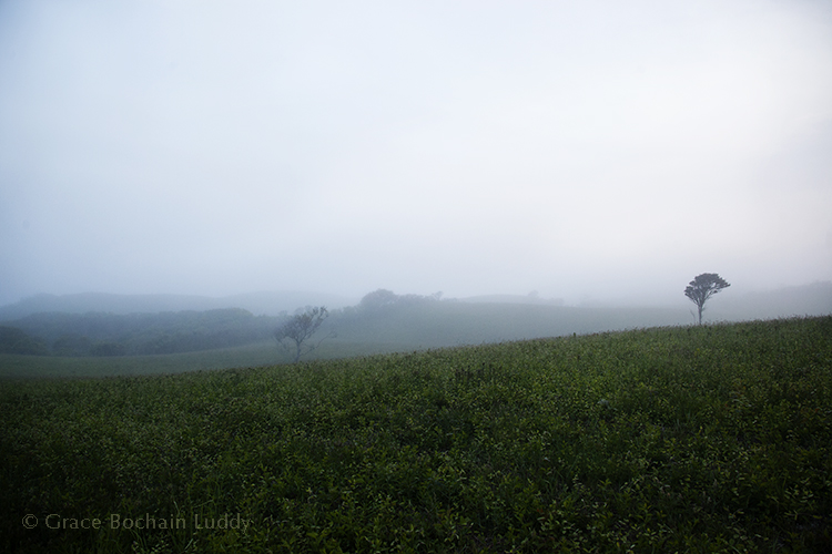 Early evening and light fog in Rodman's Hollow.