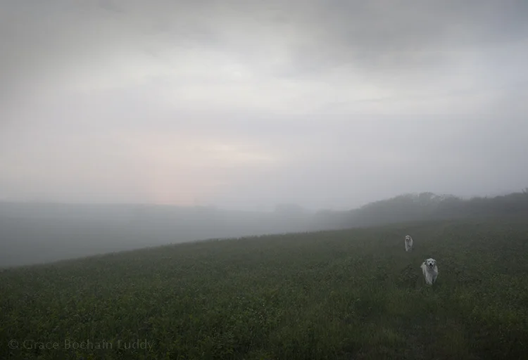 The Hollow and the dimming light beginning to glow in the fog. Wilson and Molly need this too.