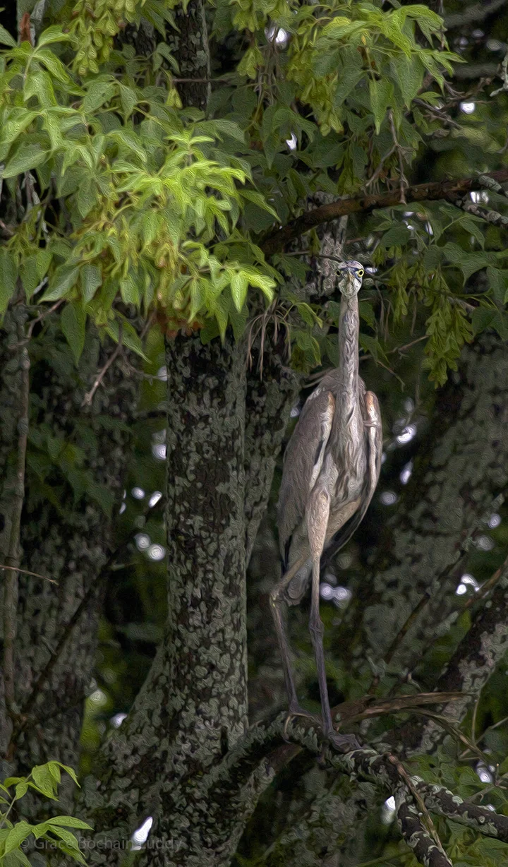 I like this guy and I've been waiting to have a chance to use him. I used a little Photoshop, just as an experiment. A nice Blue Heron blending in with the trees. He seems to have a definite point of view.