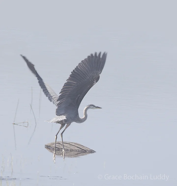 I went all the way to Nova Scotia and do you know what I found there? Blue Heron.