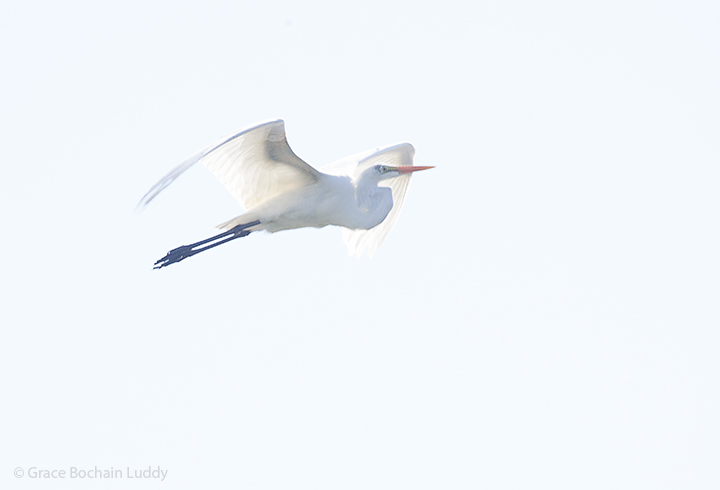Back at the fish hatchery, just before coming home to Block Island. I have never seen Great Egret there, but this time there were three of them, mixed in with the Blue Heron.